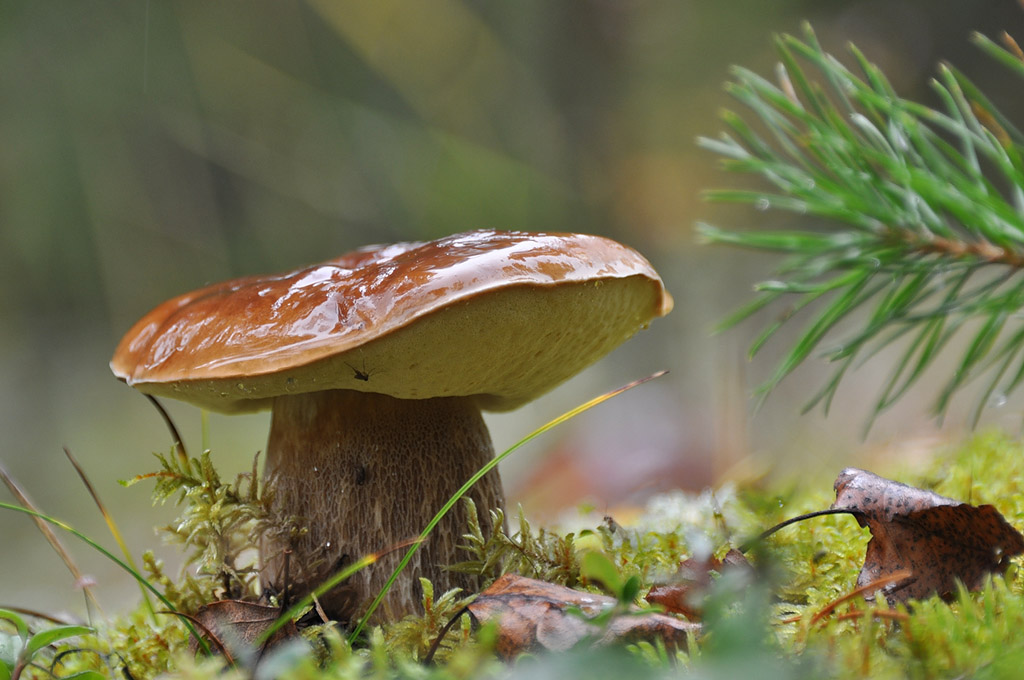 DSC_0990_-_Boletus_edulis_Boletaceae_2