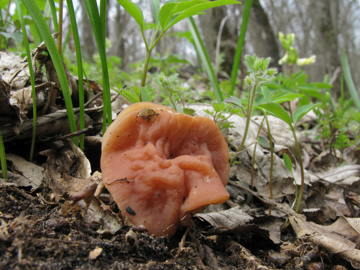 Discina_fastigiata_UIA_20110419