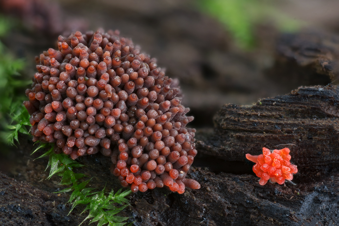 Grybas--8589-8630-1300-MC