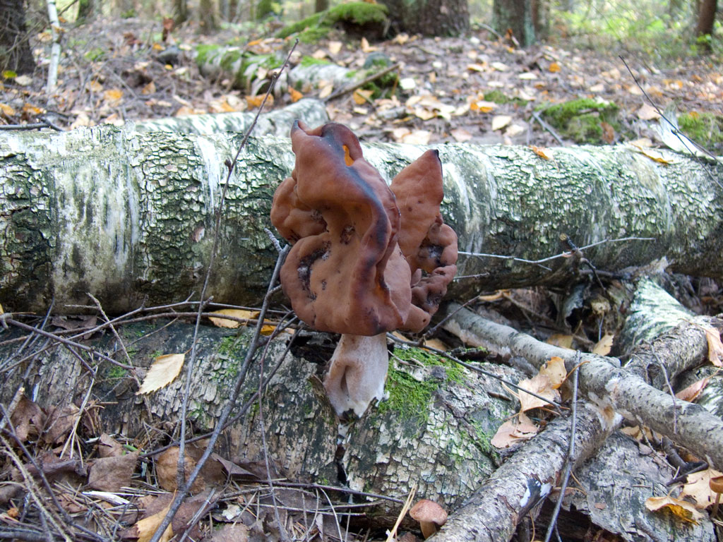 Gyromitra-infula