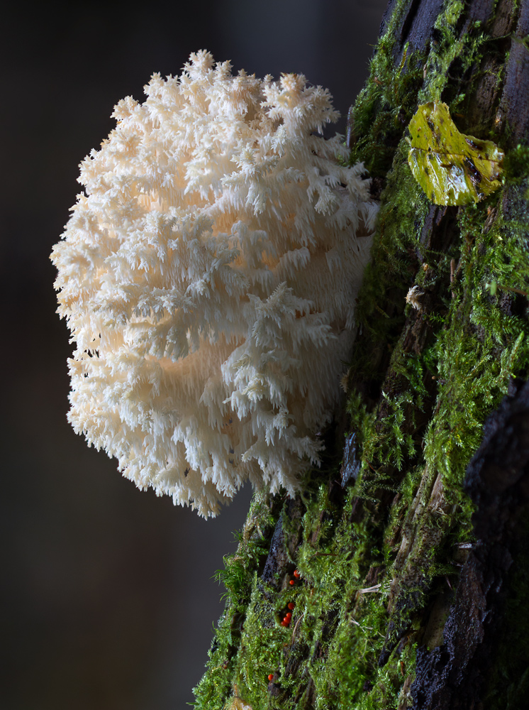 Hericium_coralloides_