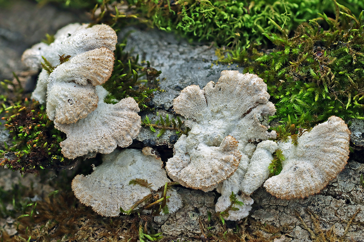 IMG_1166B_Radius8_Smoothing4_