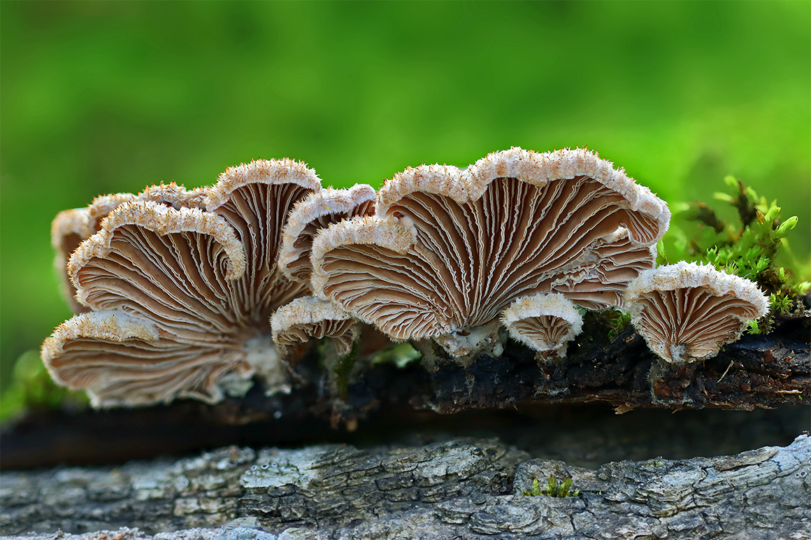 IMG_1200B_Radius8_Smoothing4_