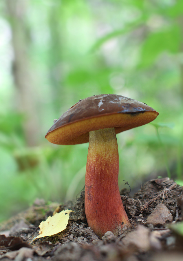IMG_1445_11