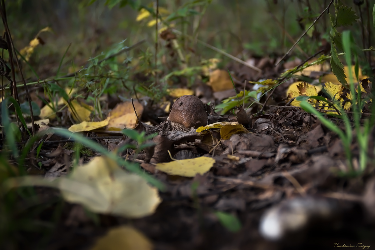 IMG_2470ps_sRGB4_small_