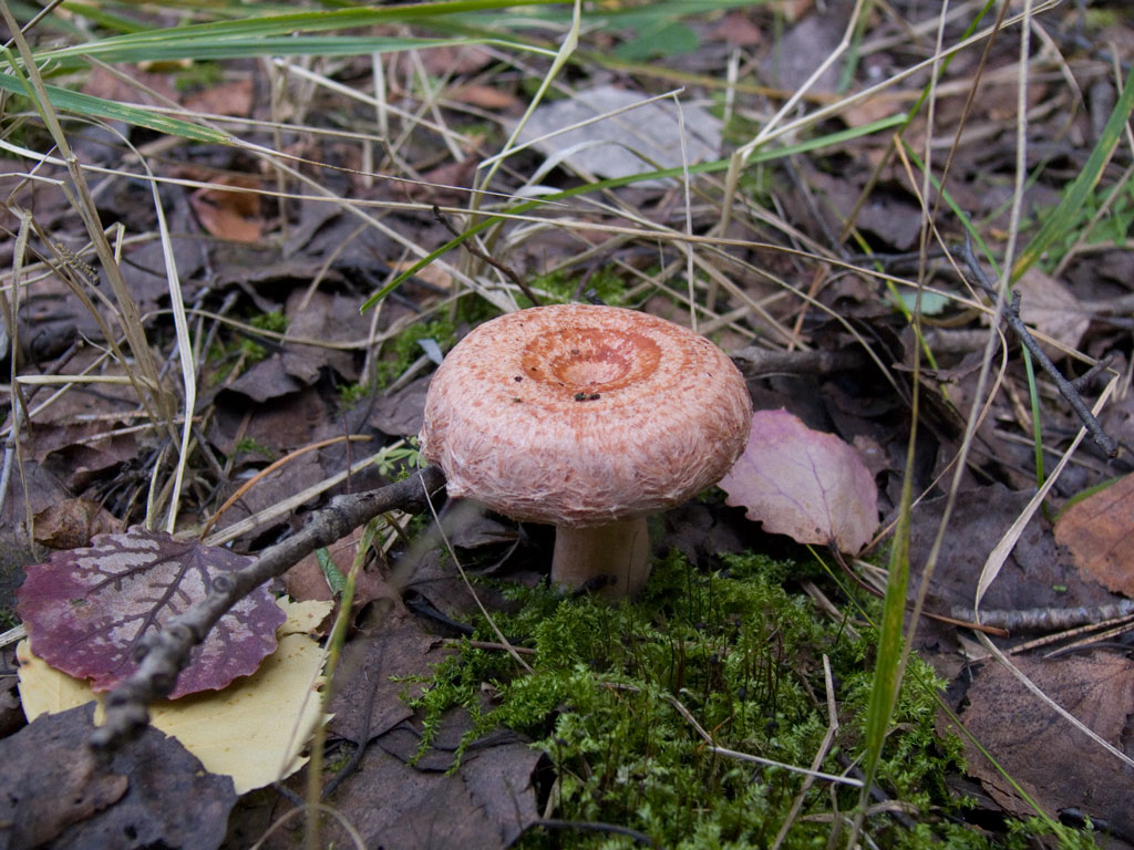 Lactarius-torminosus