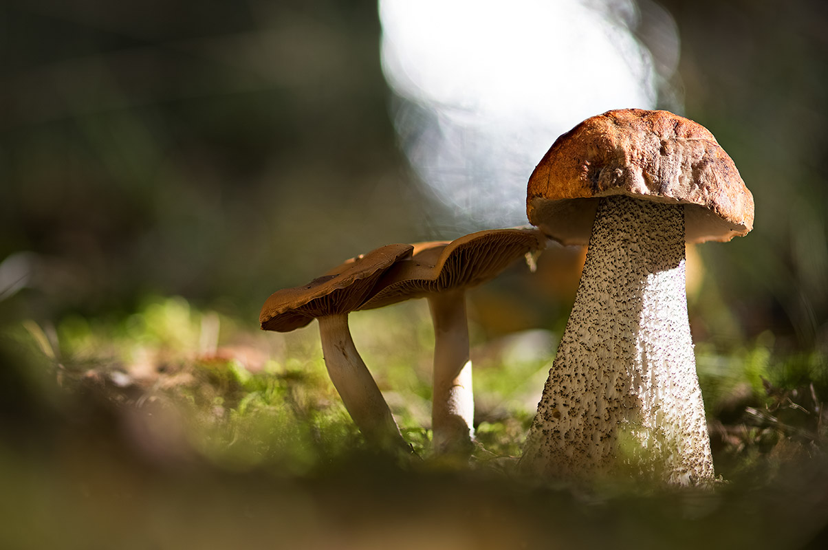 Leccinum_800