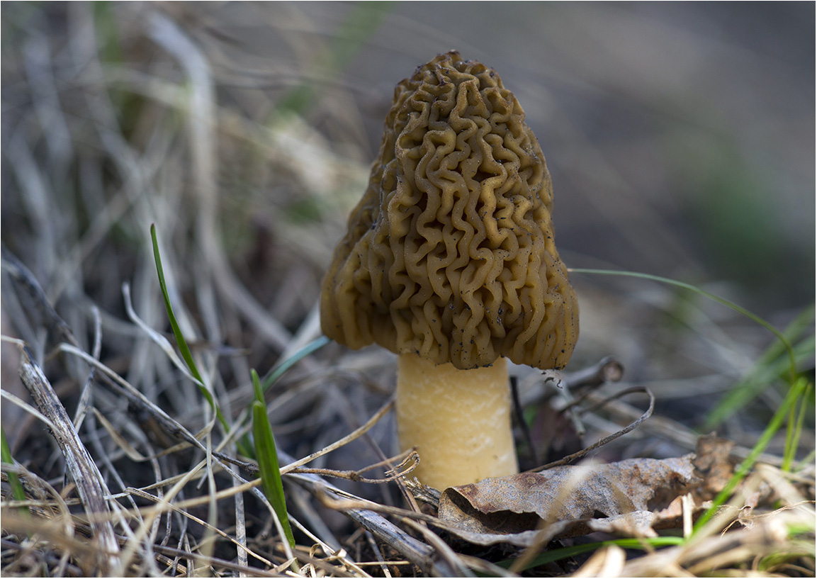 Morchella_esculenta