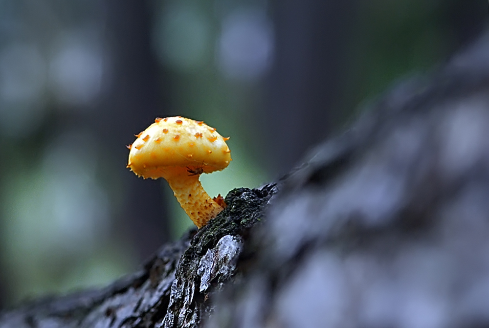 Mushroom-1