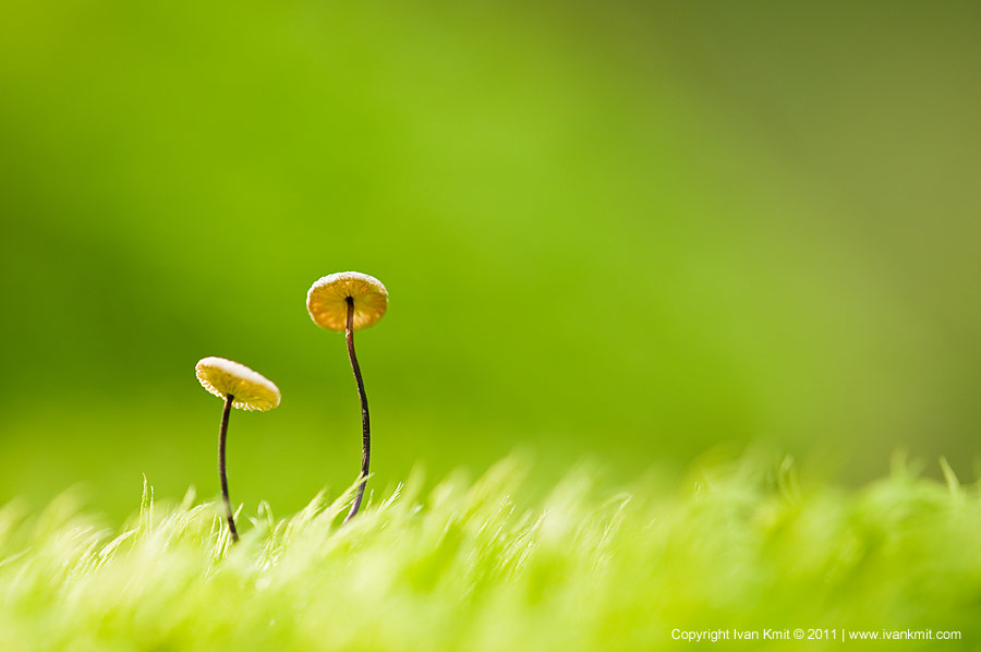 Mushroom_couple