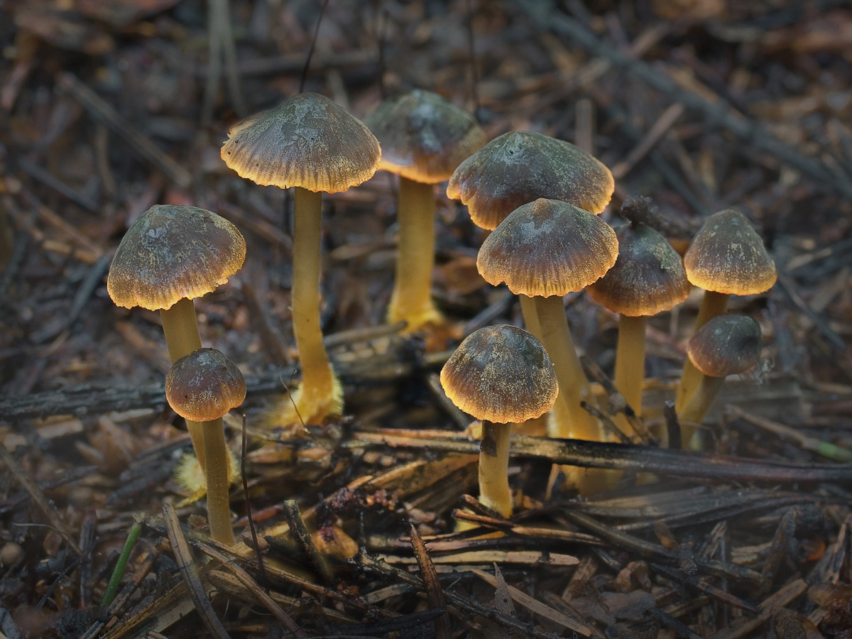 Mycena_aurantiomarginata_0641