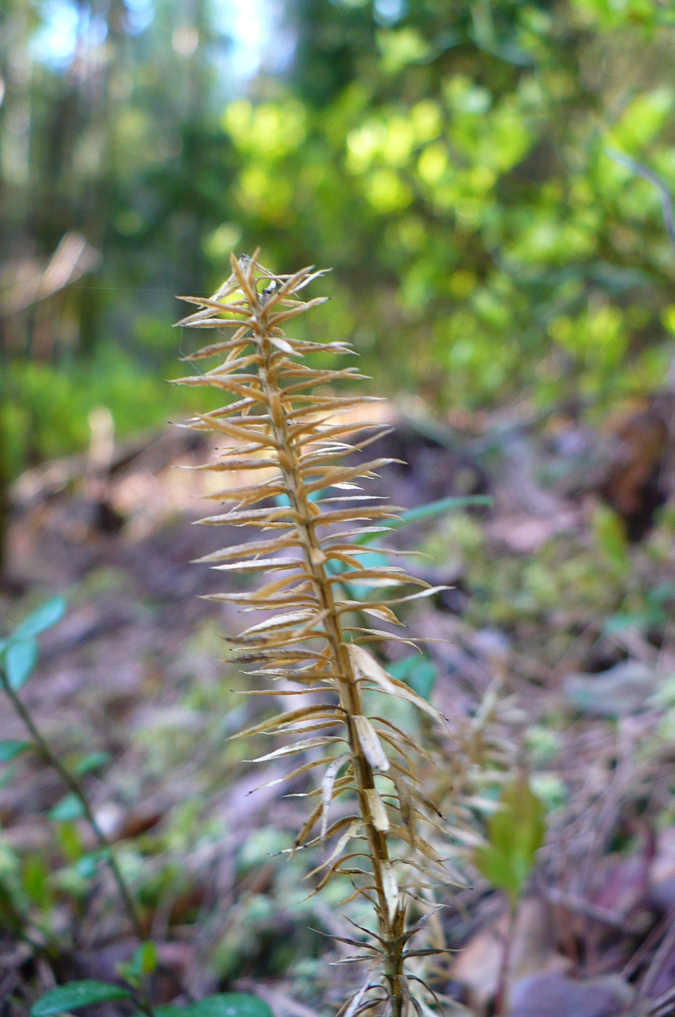 P1040540