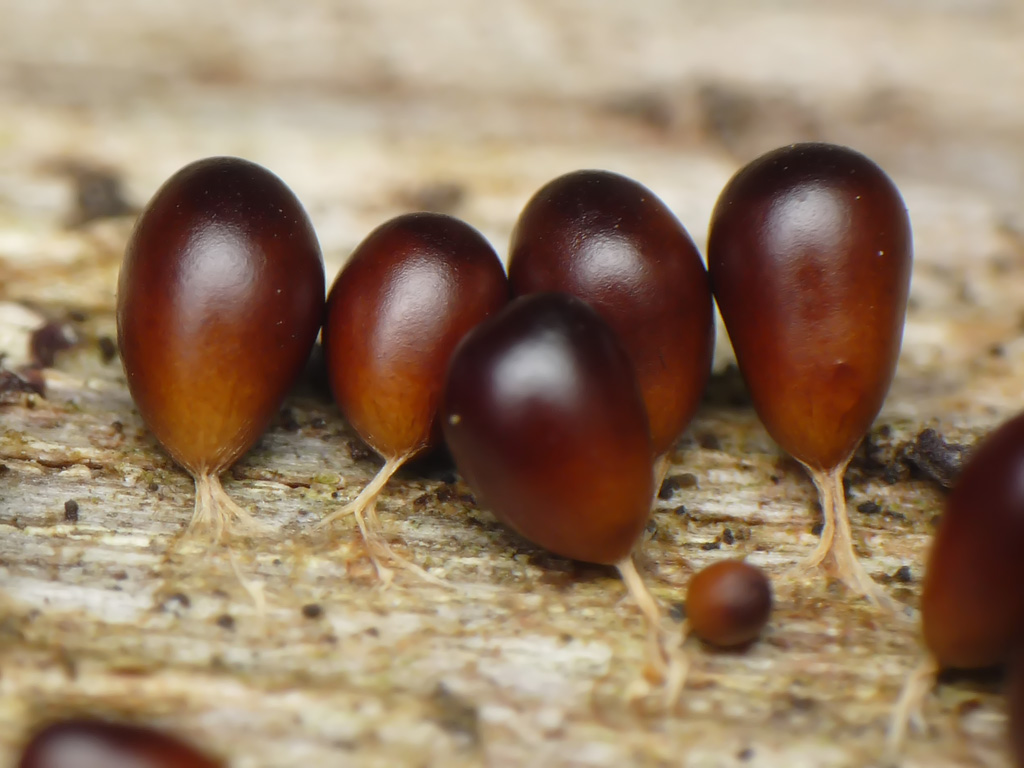 P1050394-2-Leocarpus_fragilis