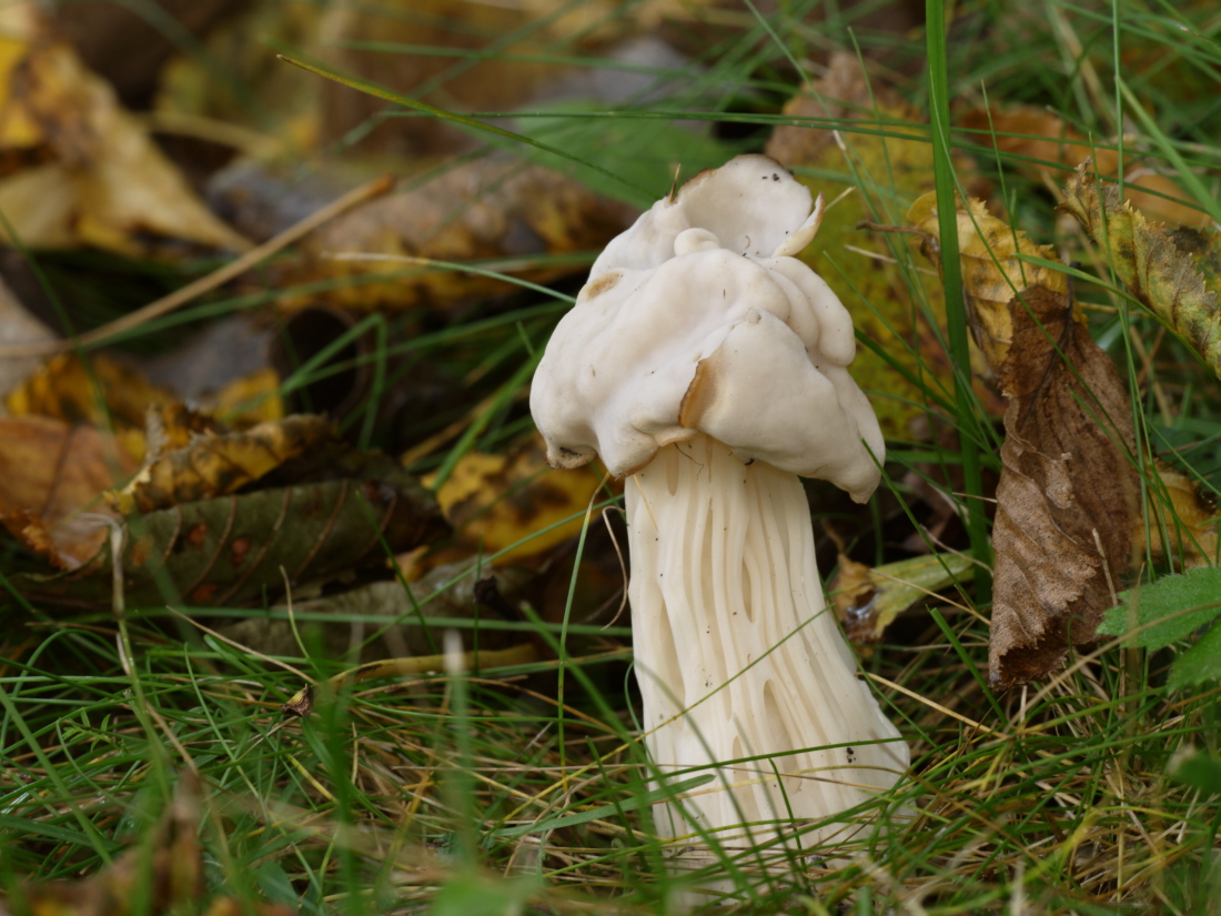 PA010211_Helvella_crispa1