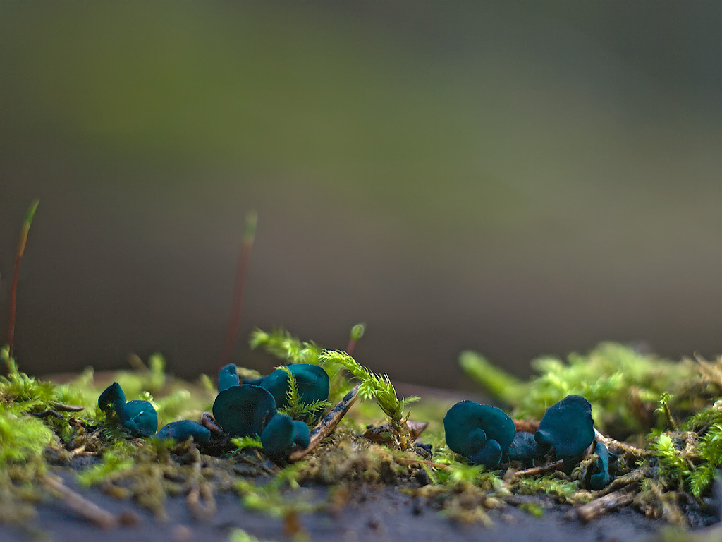 PA187513_as_Smart_Object-1