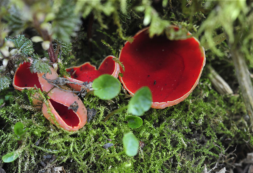 Sarcoscypha_coccinea-1094