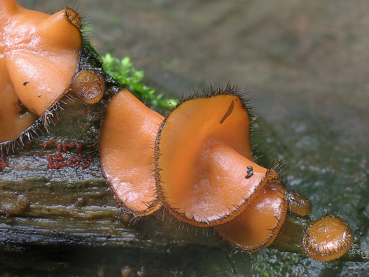 Scutellinia_scutellata_9084