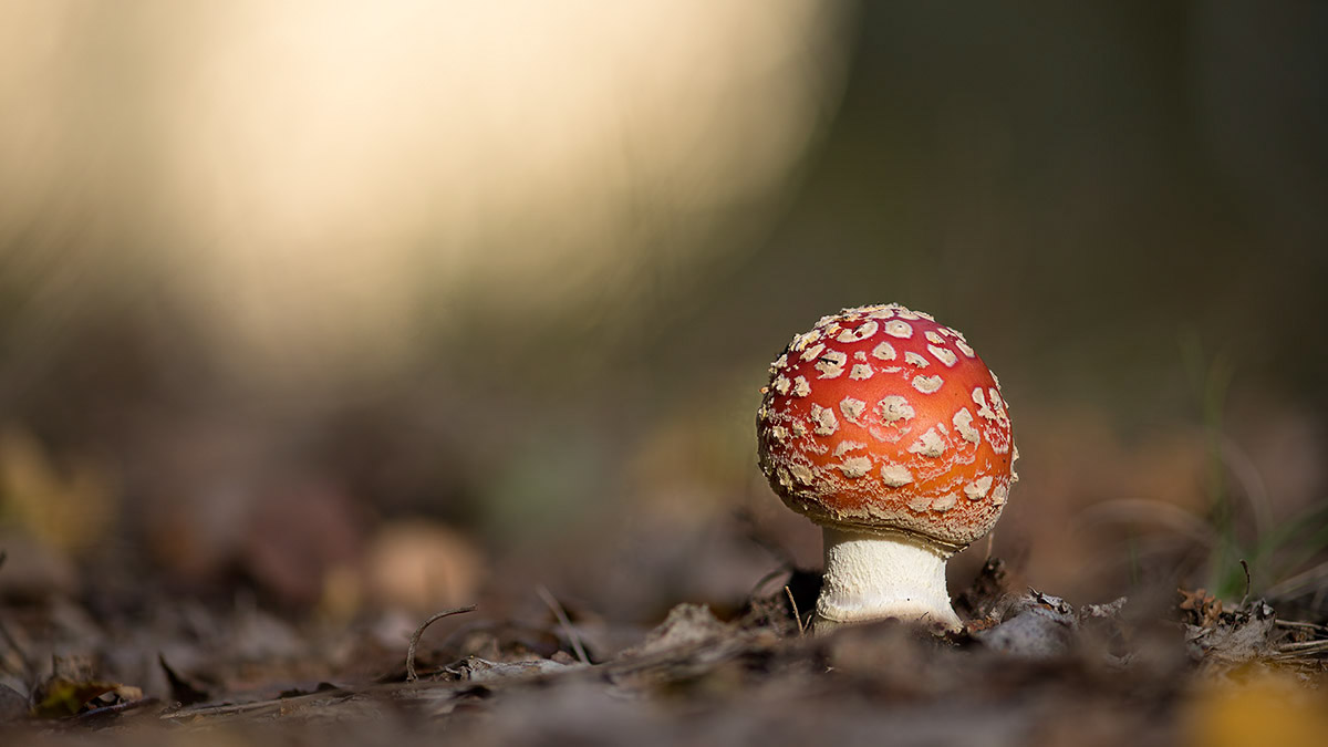 Toad_stool_1200