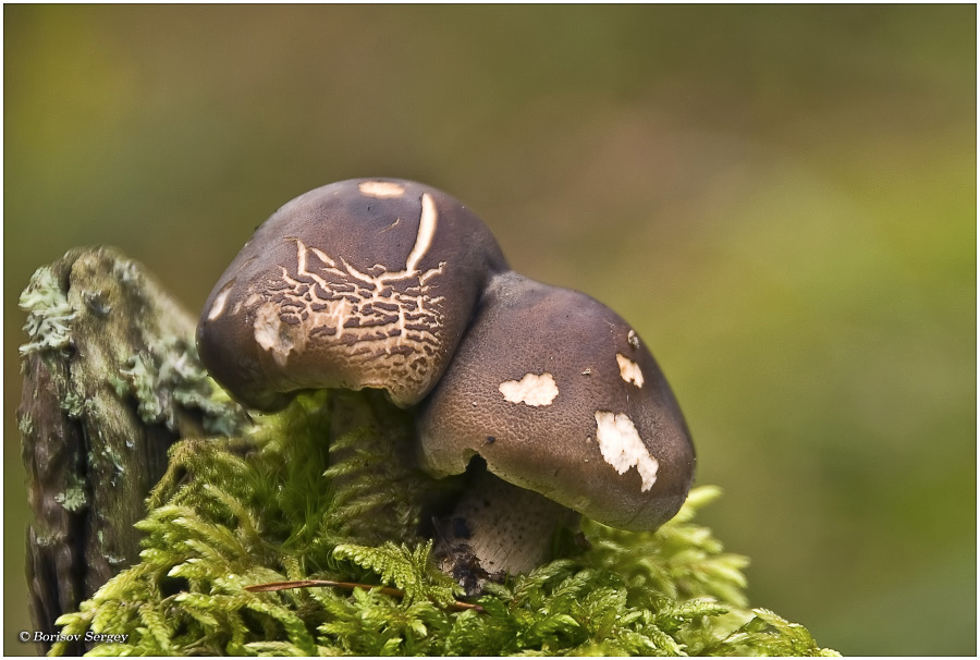 Tricholoma_saponaceum_