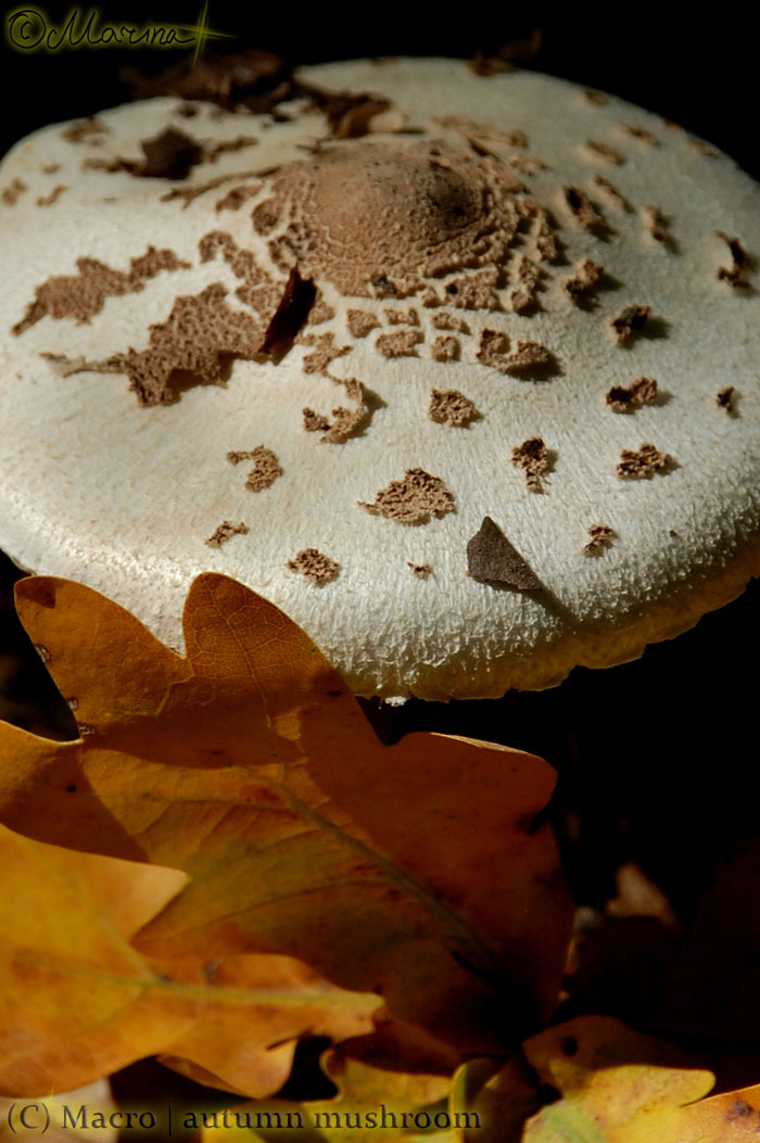 autumn_mushroom