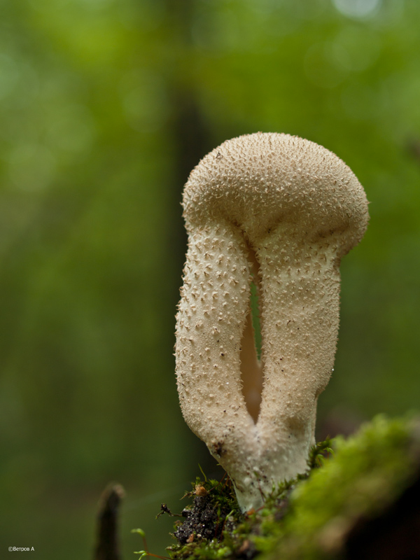 eshe_nemnogo_i_pojdu-res