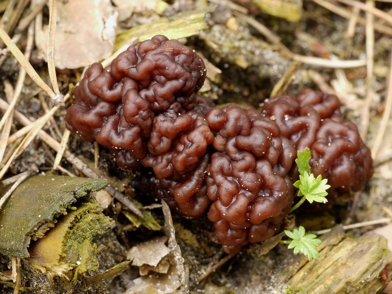 gyromitra_3_MC