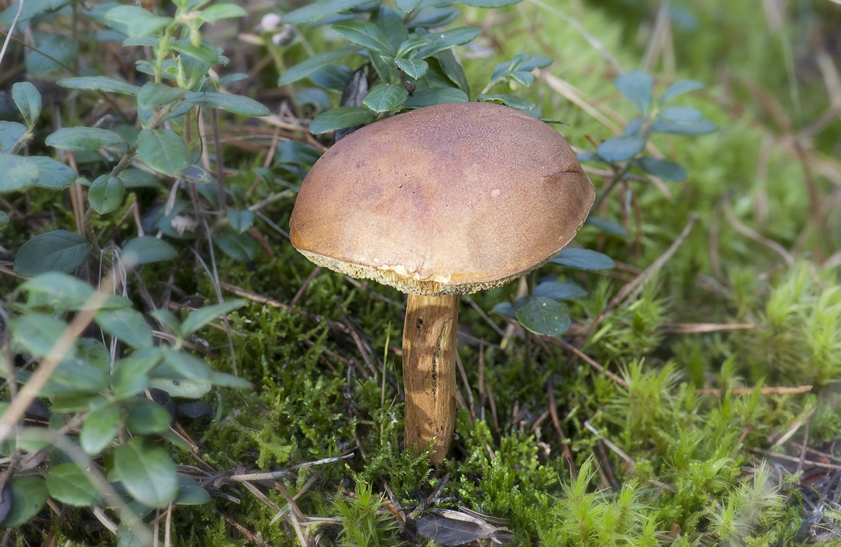 moss_mushroom_full1200