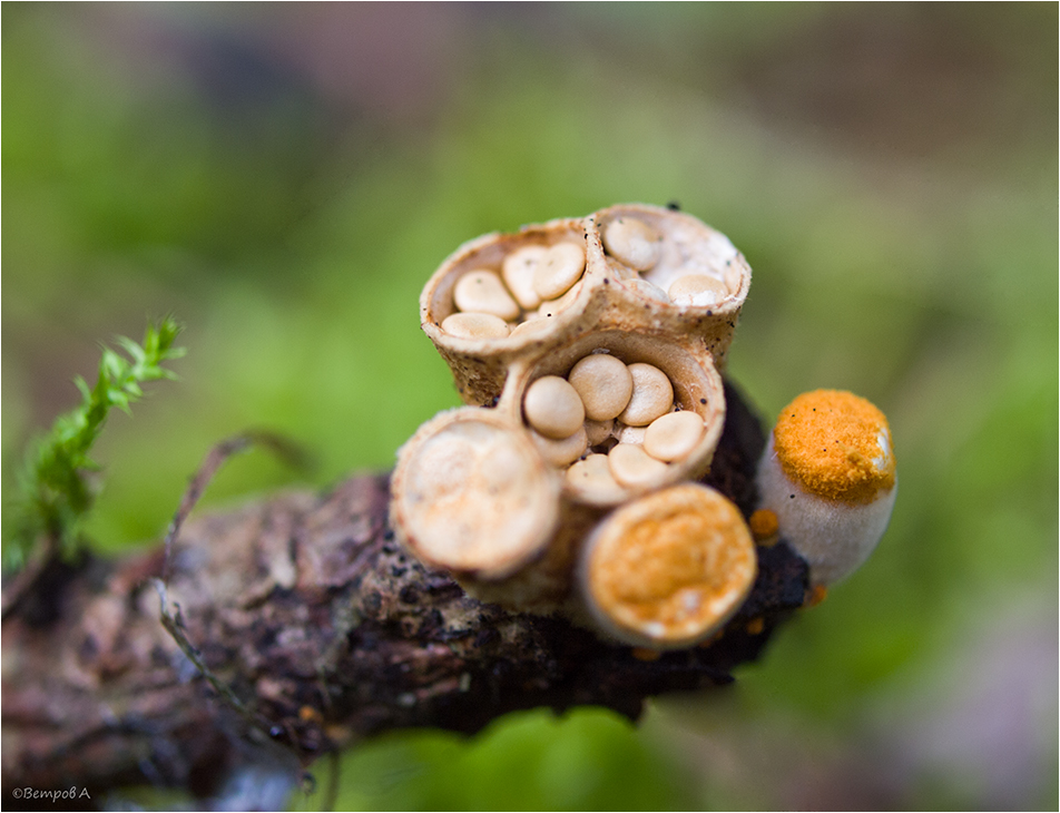 nakryutay_polyana-res