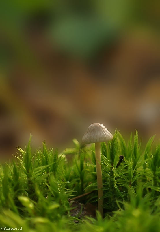 odinokij_v_zelenom_lesu-res