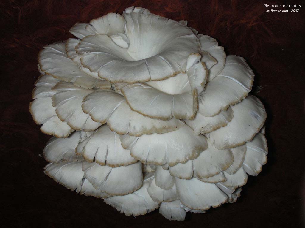 pleurotus_ostreatus