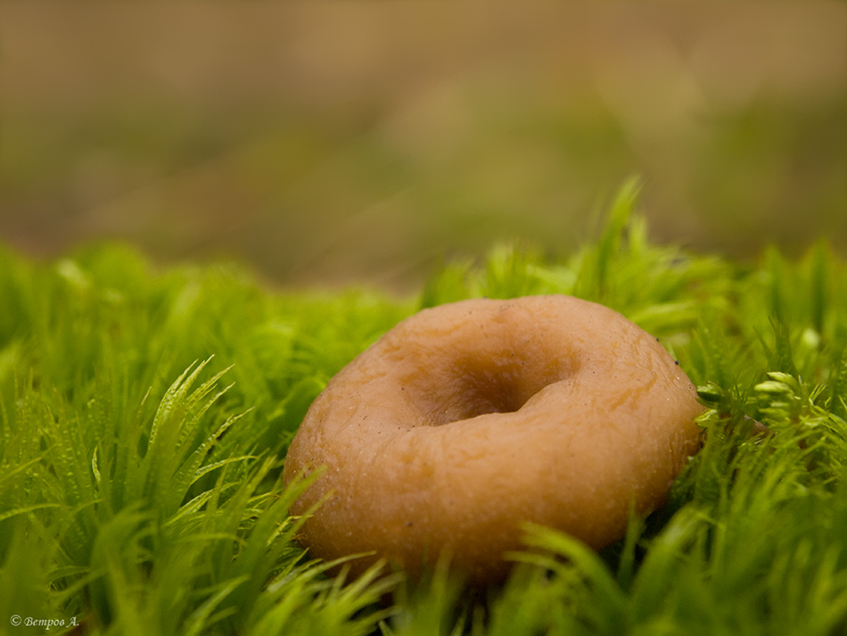 ponchik_na_trave-res