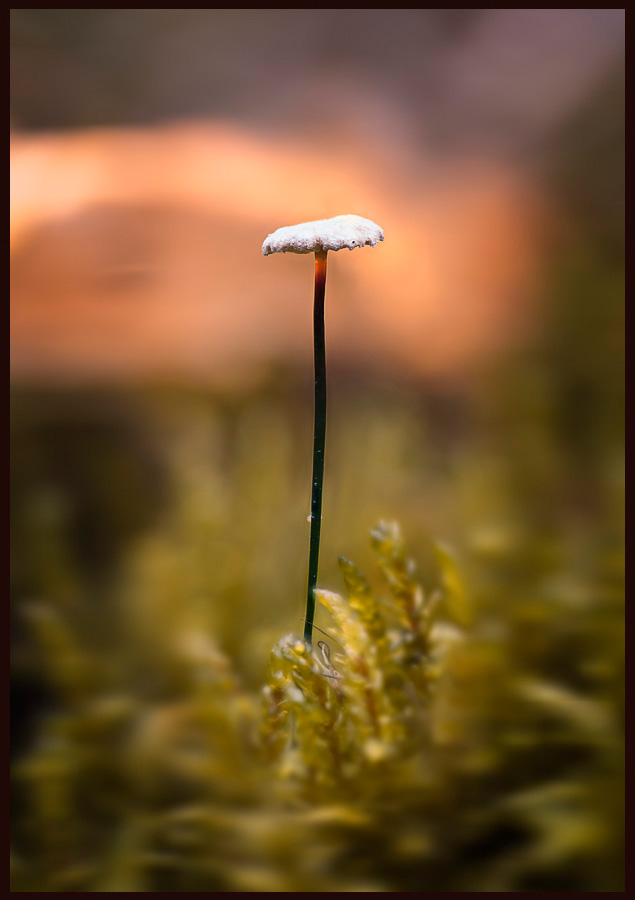 tiny_mushroom_framed01a