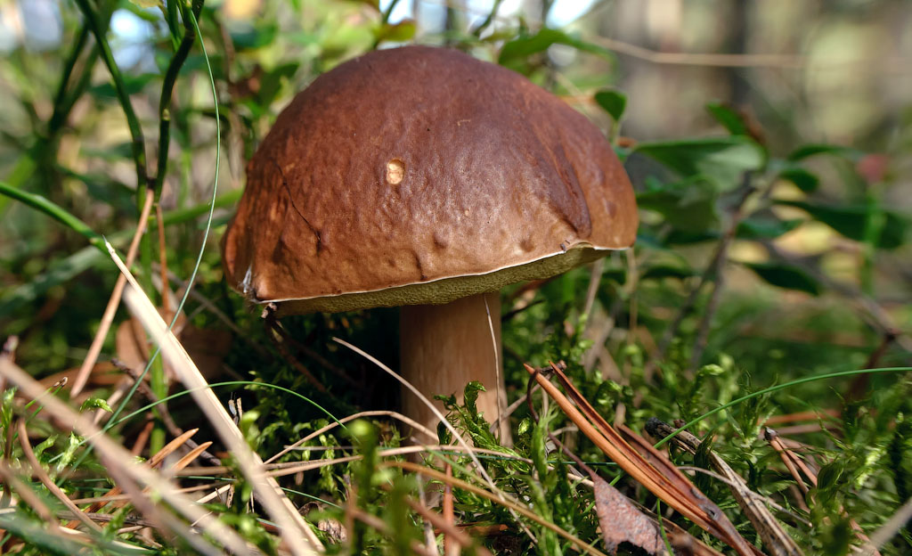 xerocomus_badius_by_by_serg-d2yvol7