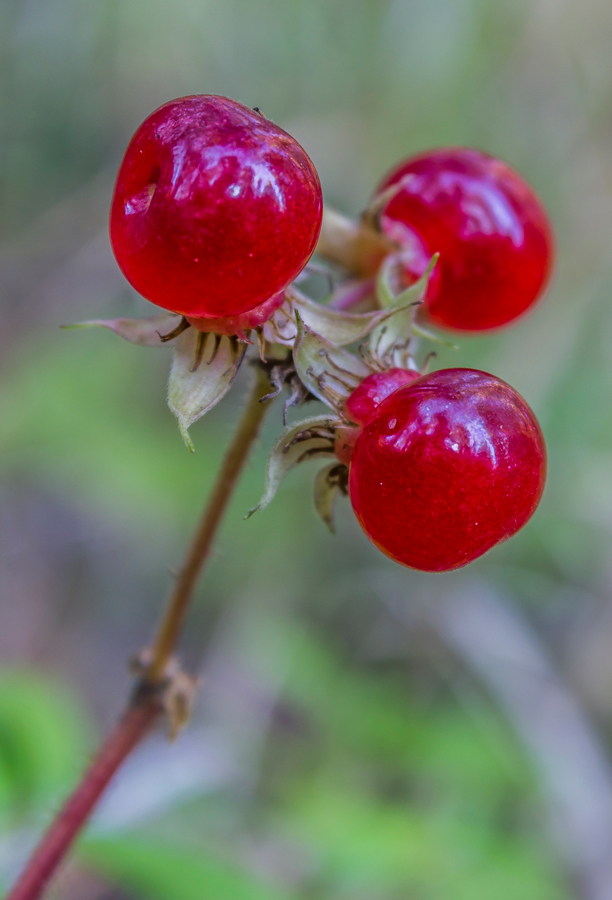 MG_59382014_--_-_--612_900--311_