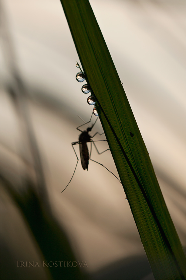 25_06_13_IMG_7830_920_613