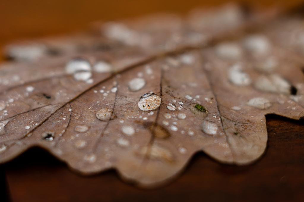 28_by_pterinochylus_ddjo1of-fullview