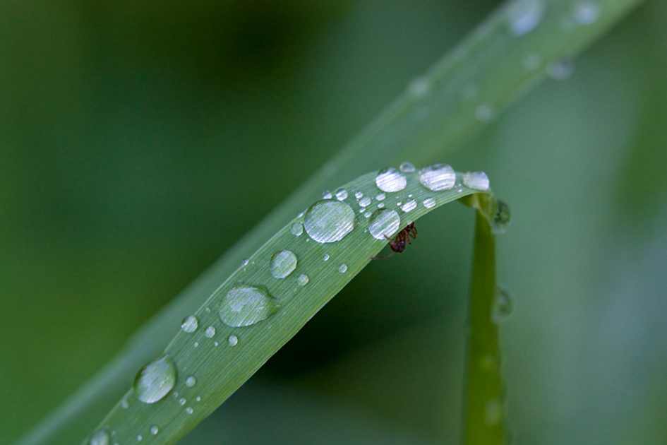 MG_7299-ns-sr-srgb-rz10