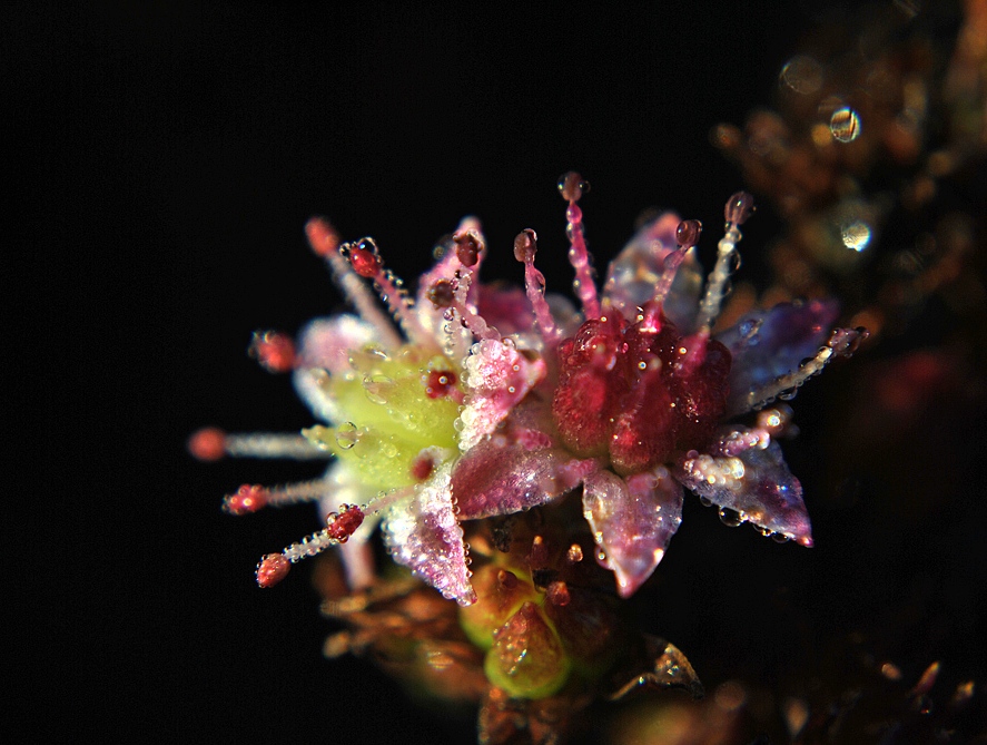 Sedum_Telephium_Strawberries_and_Cream