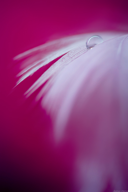 feather_10
