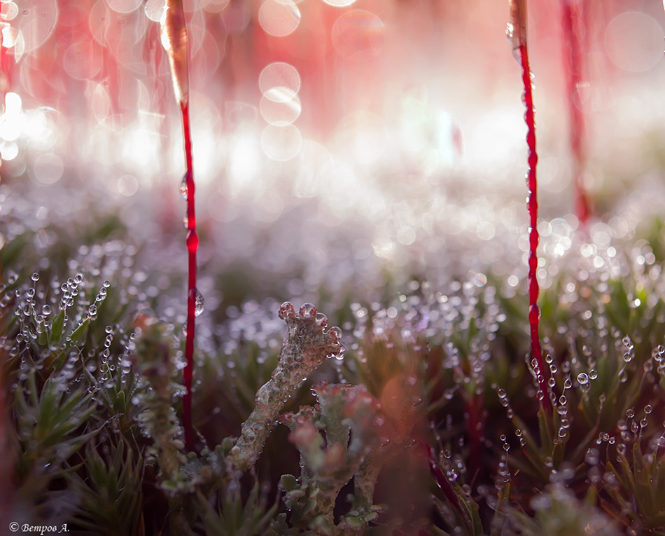 siyanie_nad_rosoj-res