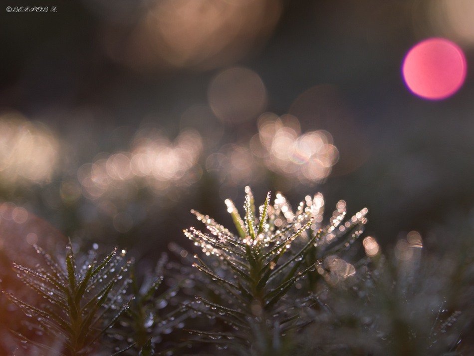 vosxod_v_sosnovom_lesu-res