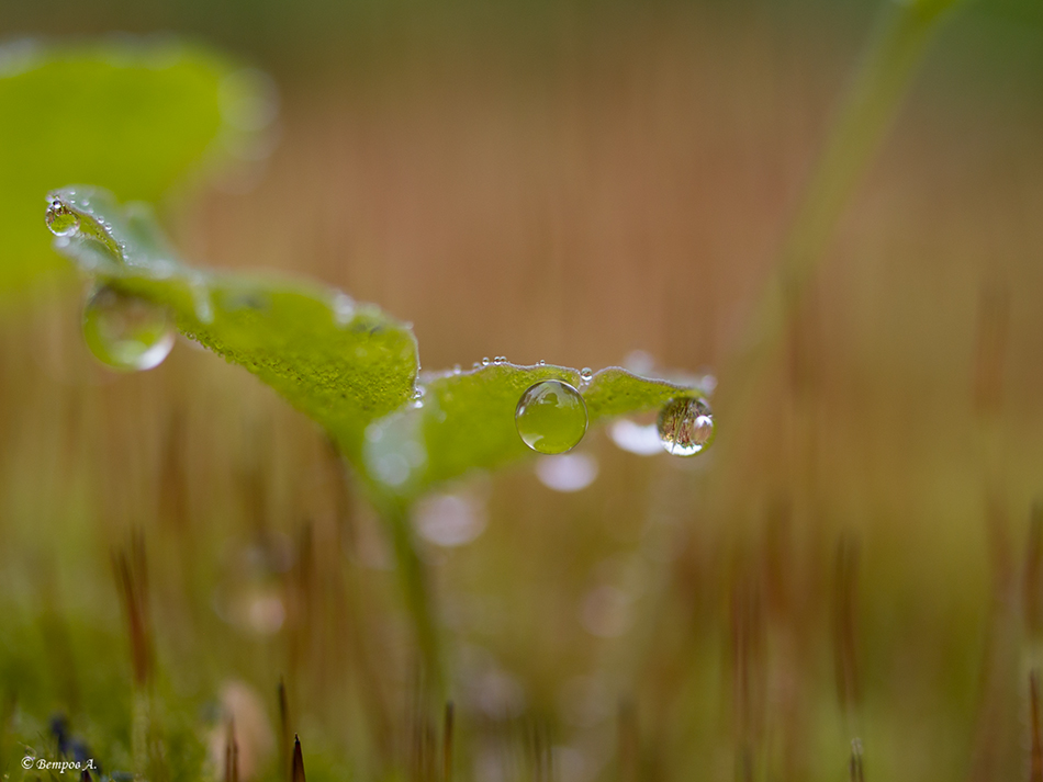 xrustalnye_nablyudateli-res