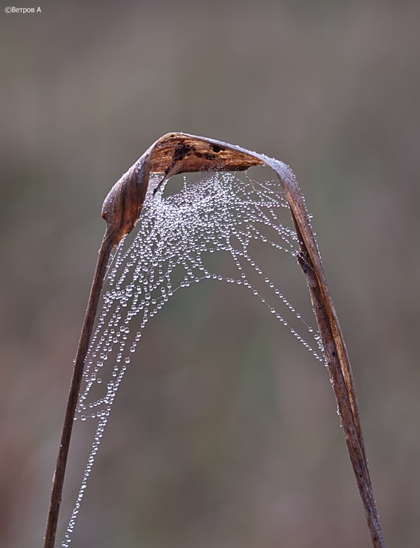 zhemchuzhnaya_arka-res