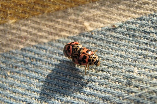 0_7b58_720ad52a_-2-L