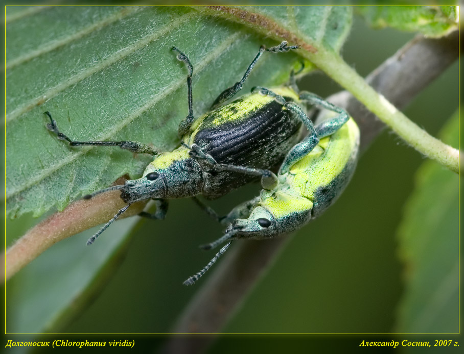 Chlorophanus_viridis_DSC2849