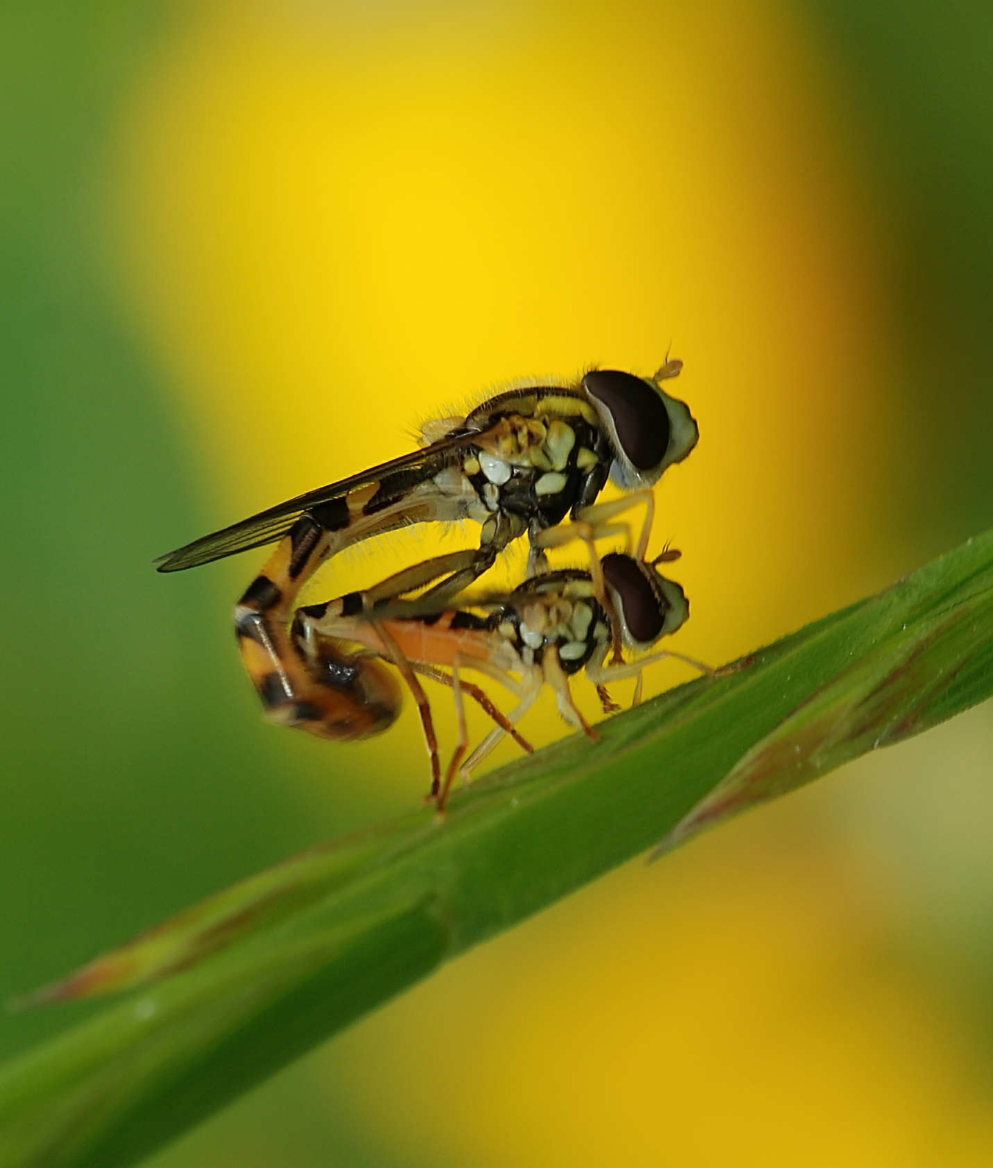 DSC_5503_FM