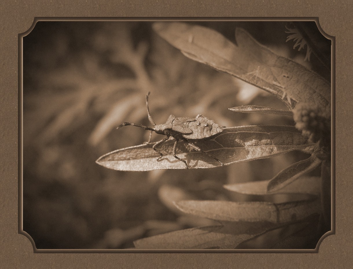 P8150262_filteredoldrsm1a