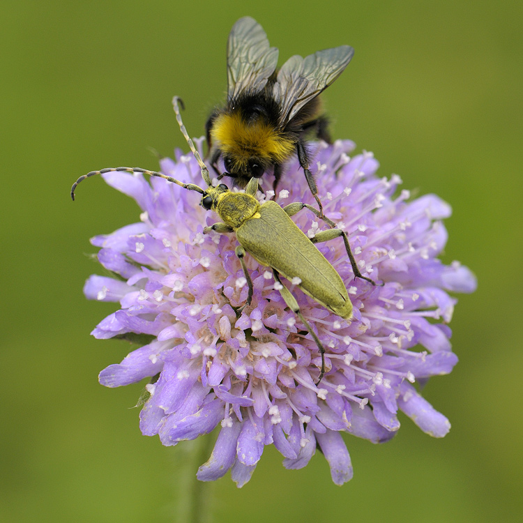 Pasmotri-mne-v-glaza