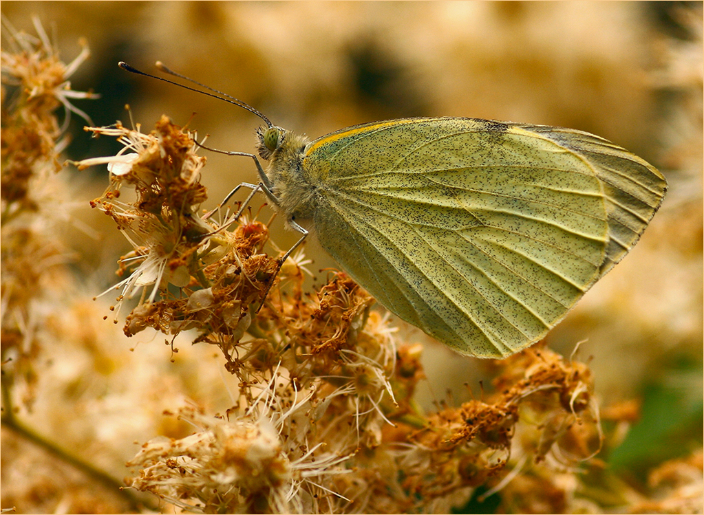 Pieris_brassicae_old