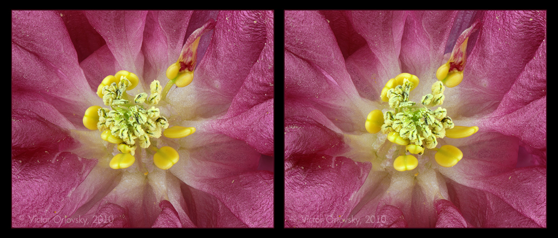 Aquilegia_stereo_small_